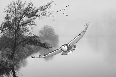 Snowy Owl In Flight Over Misty Pond Black & White by Laura D Young art print