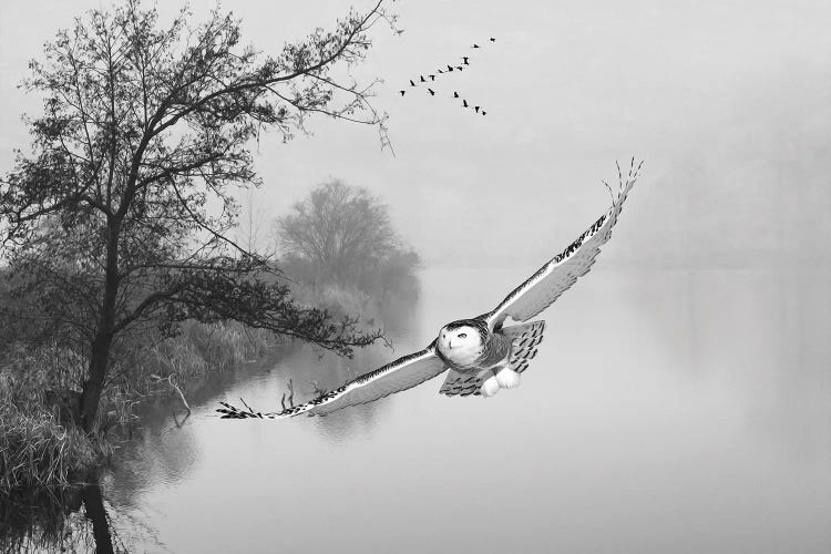 Snowy Owl In Flight Over Misty Pond Black & White