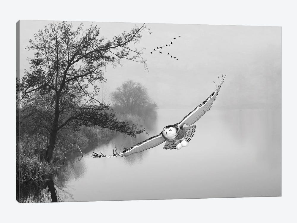 Snowy Owl In Flight Over Misty Pond Black & White by Laura D Young 1-piece Canvas Art