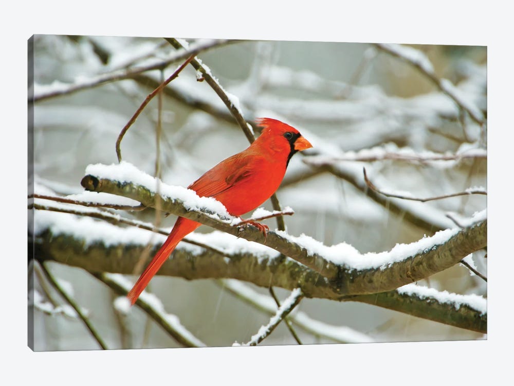 Male Northern Cardinal In The Snow by Laura D Young 1-piece Canvas Wall Art