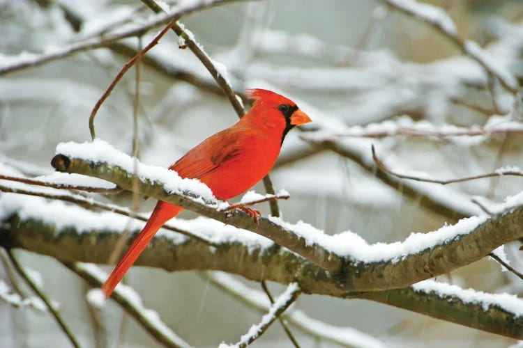 Male Northern Cardinal In The Snow