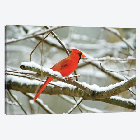 Male Northern Cardinal In The Snow Canvas Print #LDY18} by Laura D Young Canvas Print