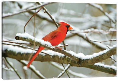 Male Northern Cardinal In The Snow Canvas Art Print - Laura D Young