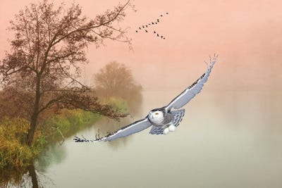 Snowy Owl In Flight Over Misty Pond by Laura D Young art print