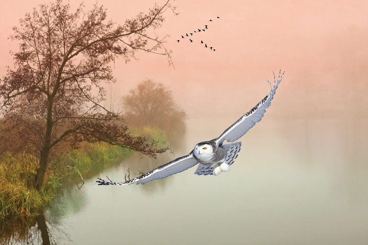 Snowy Owl In Flight Over Misty Pond