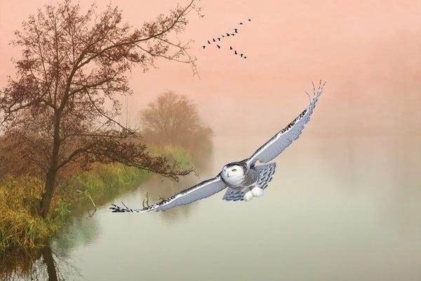 Laura D Young: Snowy Owl In Flight Over Misty Pond by Laura D Young