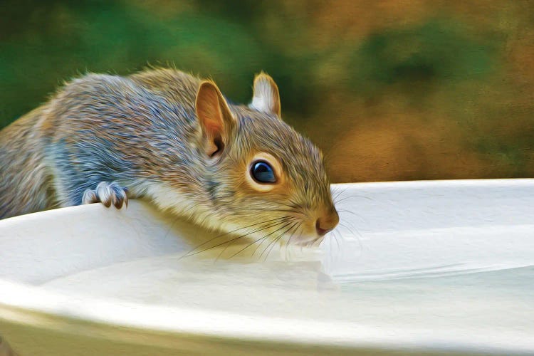 Squirrel Drinking From Birdbath