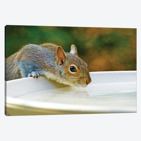 Squirrel Drinking From Birdbath Canvas Print #LDY191} by Laura D Young Canvas Print