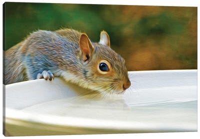 Squirrel Drinking From Birdbath Canvas Art Print - Squirrel Art