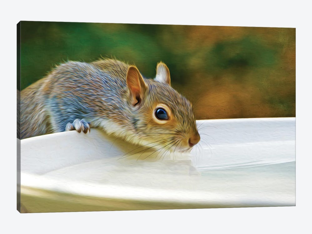 Squirrel Drinking From Birdbath by Laura D Young 1-piece Canvas Print