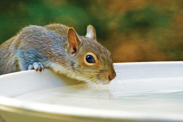 Laura D Young: Squirrel Drinking From Birdbath by Laura D Young