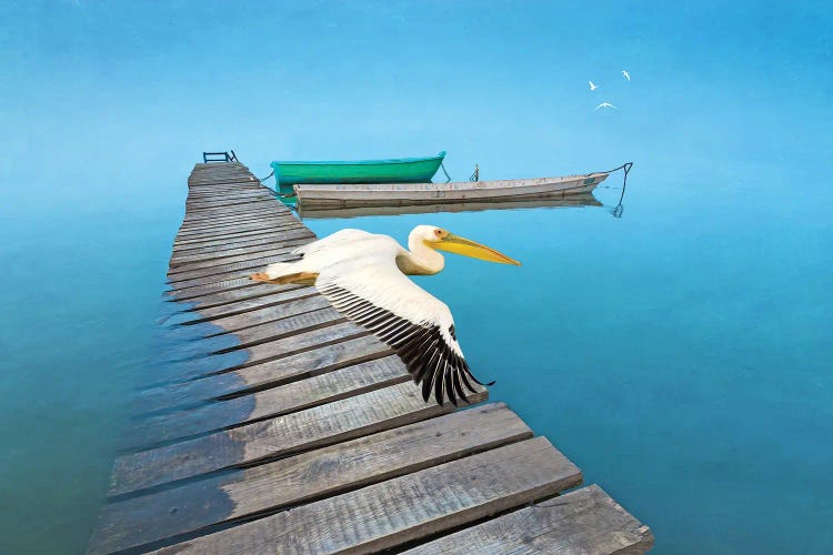 White Pelican At Old Dock