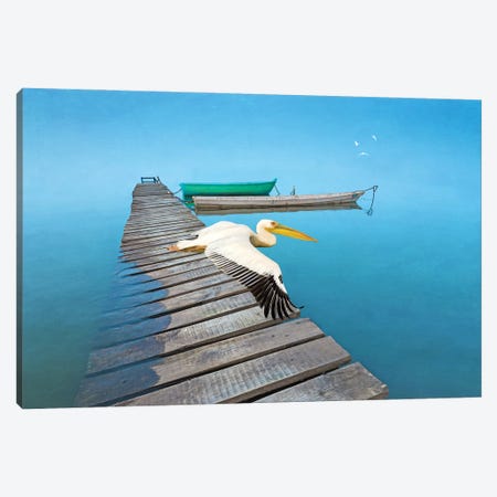 White Pelican At Old Dock Canvas Print #LDY192} by Laura D Young Canvas Print