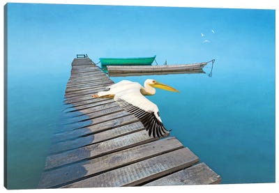 White Pelican At Old Dock Canvas Art Print - Laura D Young