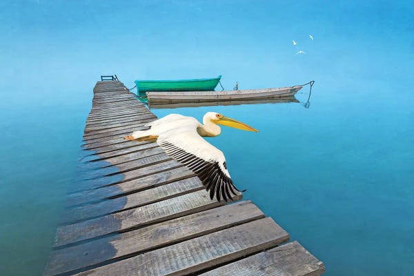 Laura D Young: White Pelican At Old Dock by Laura D Young