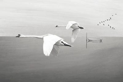 White Swans In Flight Over Mountain Lake by Laura D Young art print
