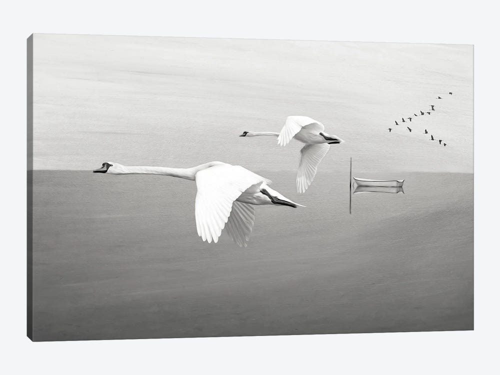 White Swans In Flight Over Mountain Lake by Laura D Young 1-piece Canvas Print