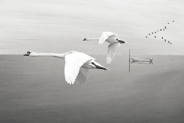 White Swans In Flight Over Mountain Lake