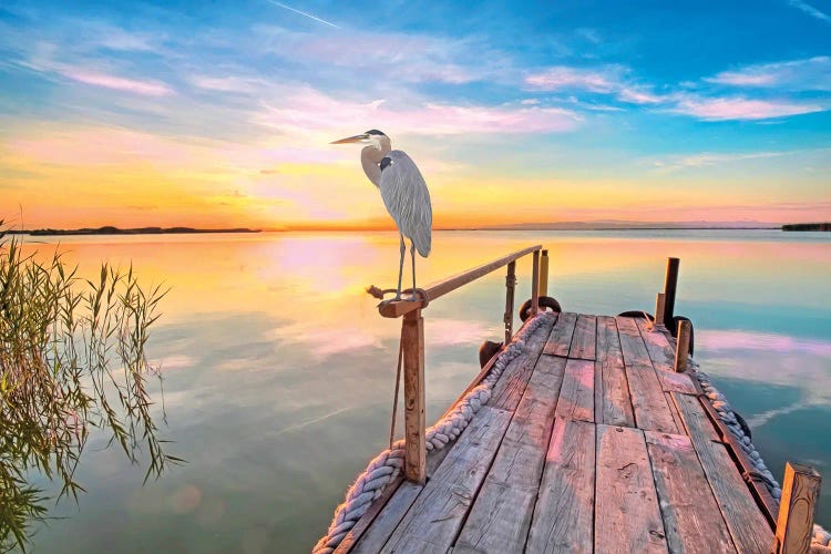 Great Blue Heron At Sunset by Laura D Young wall art