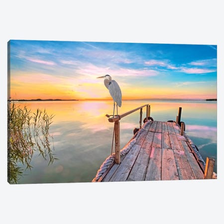 Great Blue Heron At Sunset Canvas Print #LDY194} by Laura D Young Canvas Art