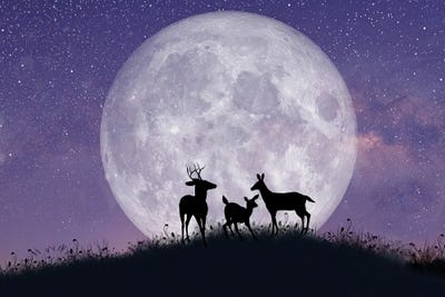 Deer Family At Night With Full Moon by Laura D Young art print