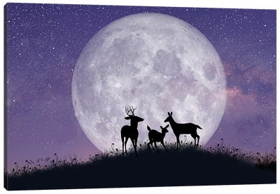 Deer Family At Night With Full Moon Canvas Art Print - Laura D Young