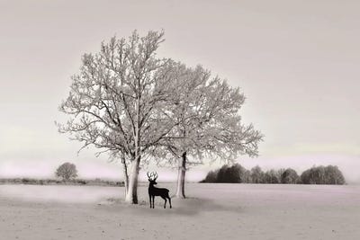 Deer In Winter Field With Spot Color by Laura D Young art print