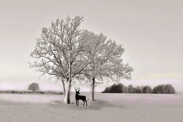 Deer In Winter Field With Spot Color