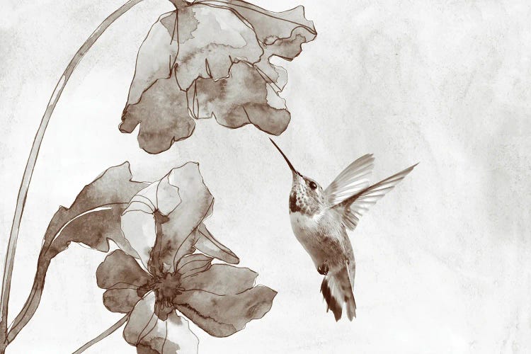 Hummingbird And Poppy Flowers Sepia Toned