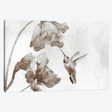 Hummingbird And Poppy Flowers Sepia Toned Canvas Print #LDY198} by Laura D Young Canvas Print