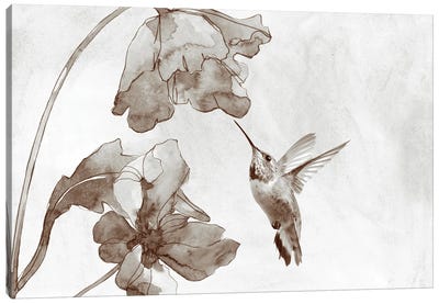 Hummingbird And Poppy Flowers Sepia Toned Canvas Art Print - Laura D Young