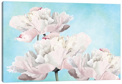 Pink Peony Flowers Canvas Art Print - Laura D Young