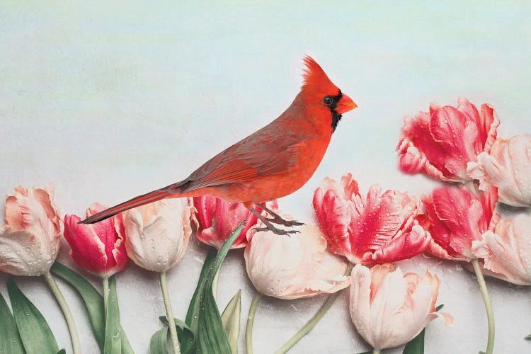 Northern Cardinal In The Tulip Patch