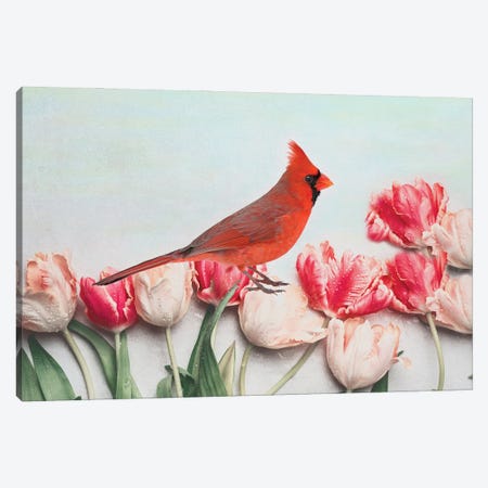 Northern Cardinal In The Tulip Patch Canvas Print #LDY19} by Laura D Young Canvas Art Print