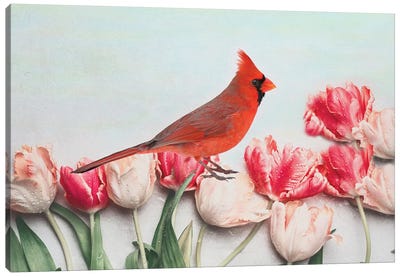 Northern Cardinal In The Tulip Patch Canvas Art Print - Laura D Young