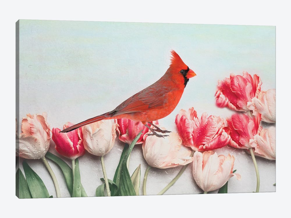 Northern Cardinal In The Tulip Patch by Laura D Young 1-piece Canvas Print