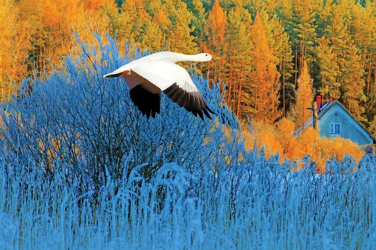 Snow Goose In Autumn