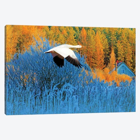 Snow Goose In Autumn Canvas Print #LDY1} by Laura D Young Canvas Print