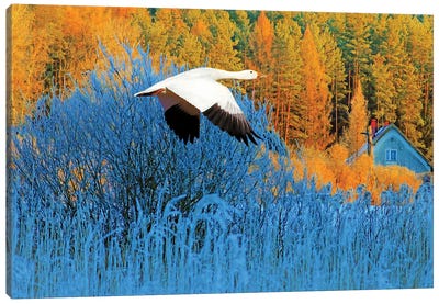 Snow Goose In Autumn Canvas Art Print - Goose Art