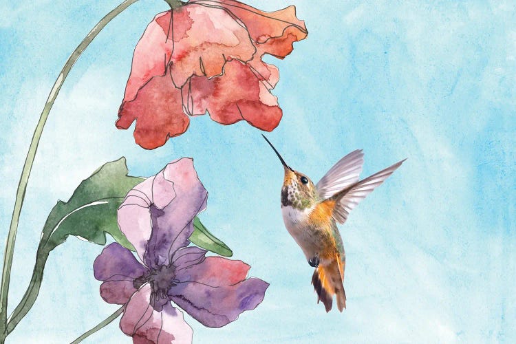 Hummingbird And Poppy Flowers Mixed Media