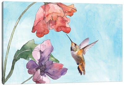 Hummingbird And Poppy Flowers Mixed Media Canvas Art Print - Laura D Young