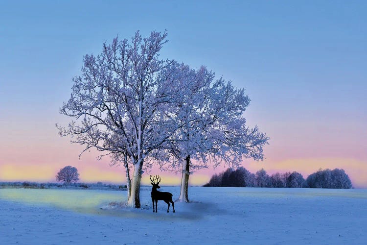 Deer In Winter Field At Sunset