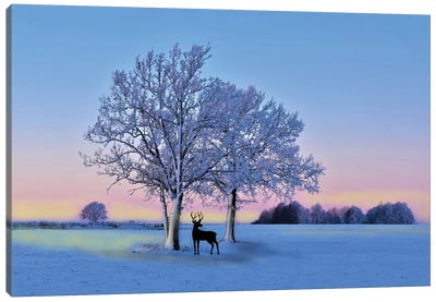 Deer In Winter Field At Sunset Canvas Art Print - Laura D Young