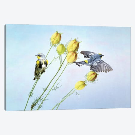 Two Warblers In Spring Canvas Print #LDY202} by Laura D Young Art Print