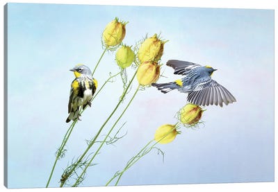 Two Warblers In Spring Canvas Art Print - Laura D Young