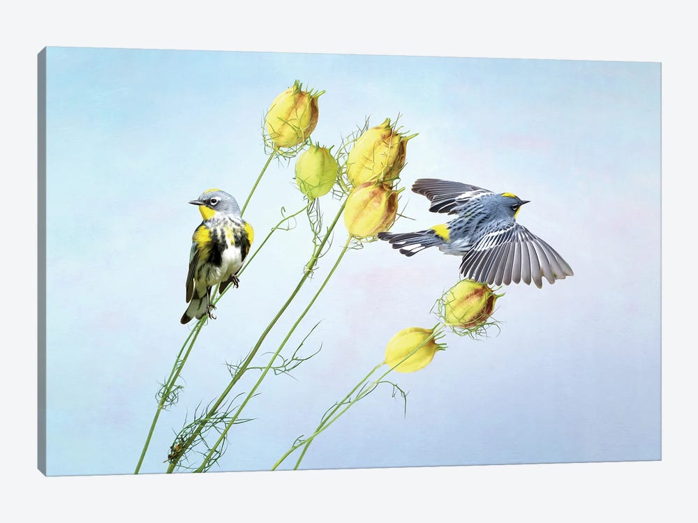 Two Warblers In Spring by Laura D Young 1-piece Art Print