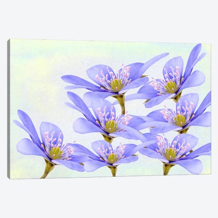 Purple Violet Flowers Canvas Print #LDY205} by Laura D Young Canvas Art