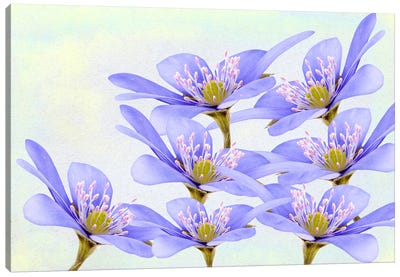 Purple Violet Flowers Canvas Art Print - Laura D Young