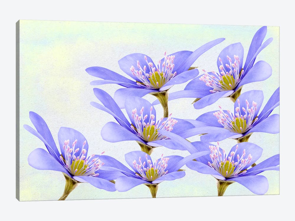 Purple Violet Flowers by Laura D Young 1-piece Canvas Art
