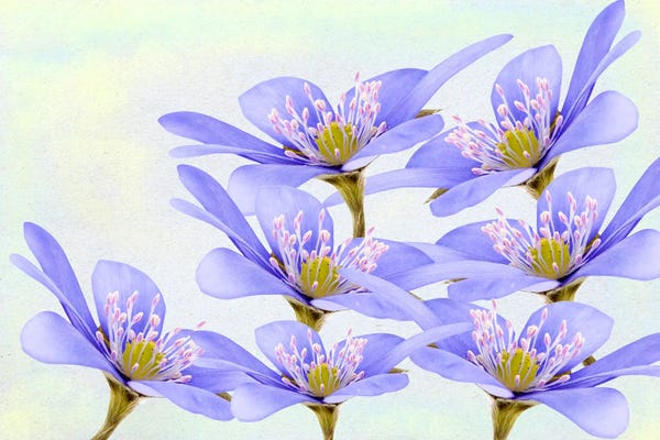 Laura D Young: Purple Violet Flowers by Laura D Young